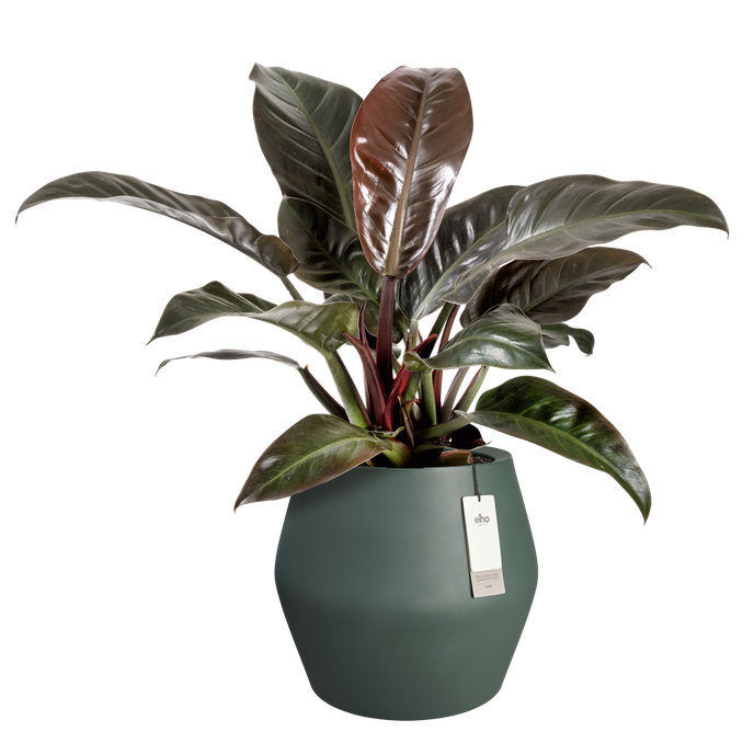 june split low 46cm emerald grün